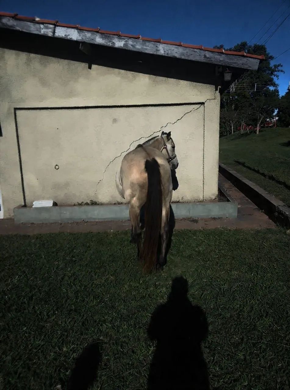 Vende-se cavalo - Foto 3