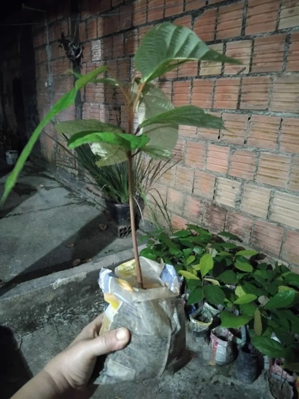 Mudas de cupuaçú  - Foto 2