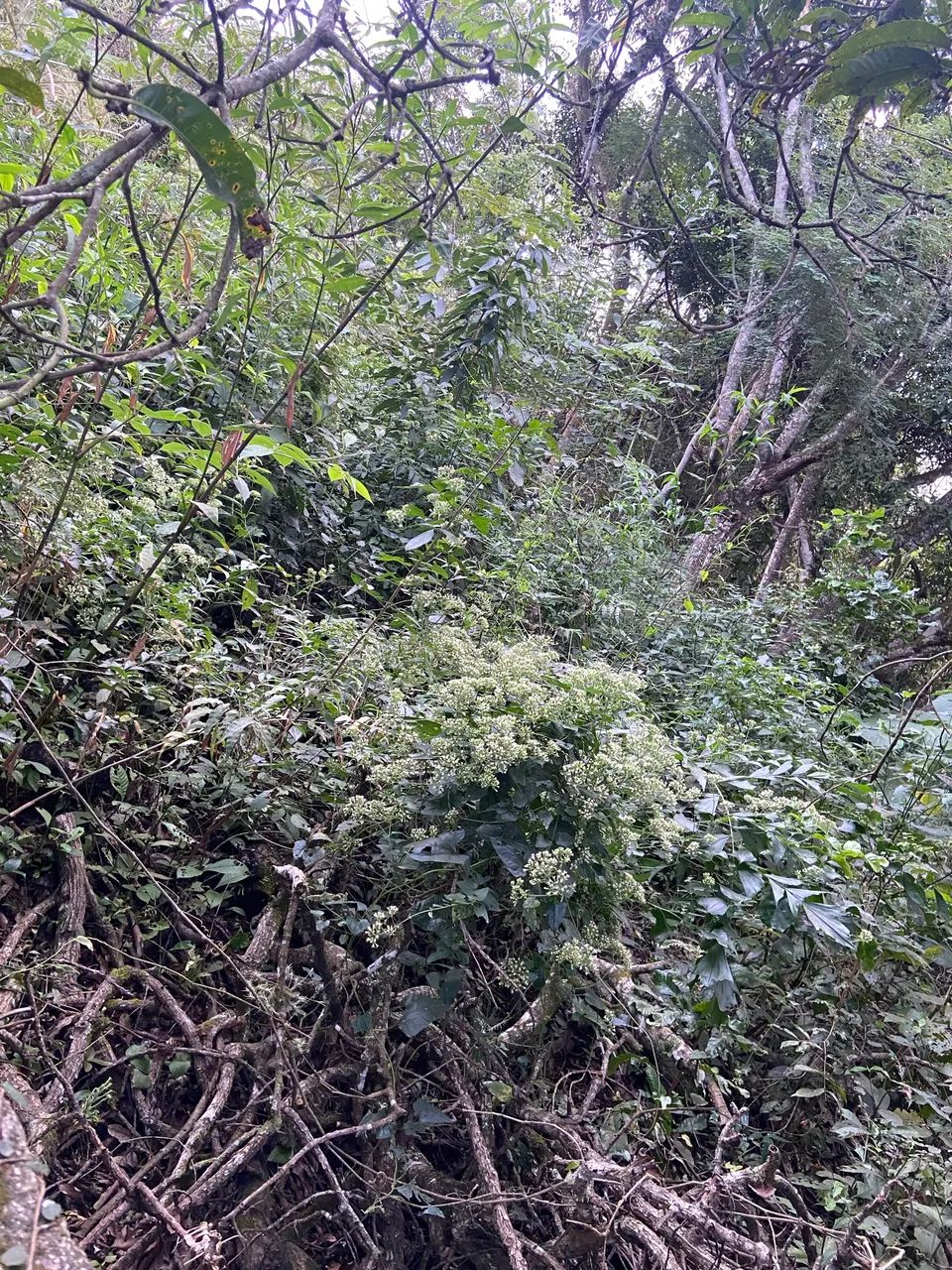 Foto - Volta Redonda - Vila Santa Cecília
