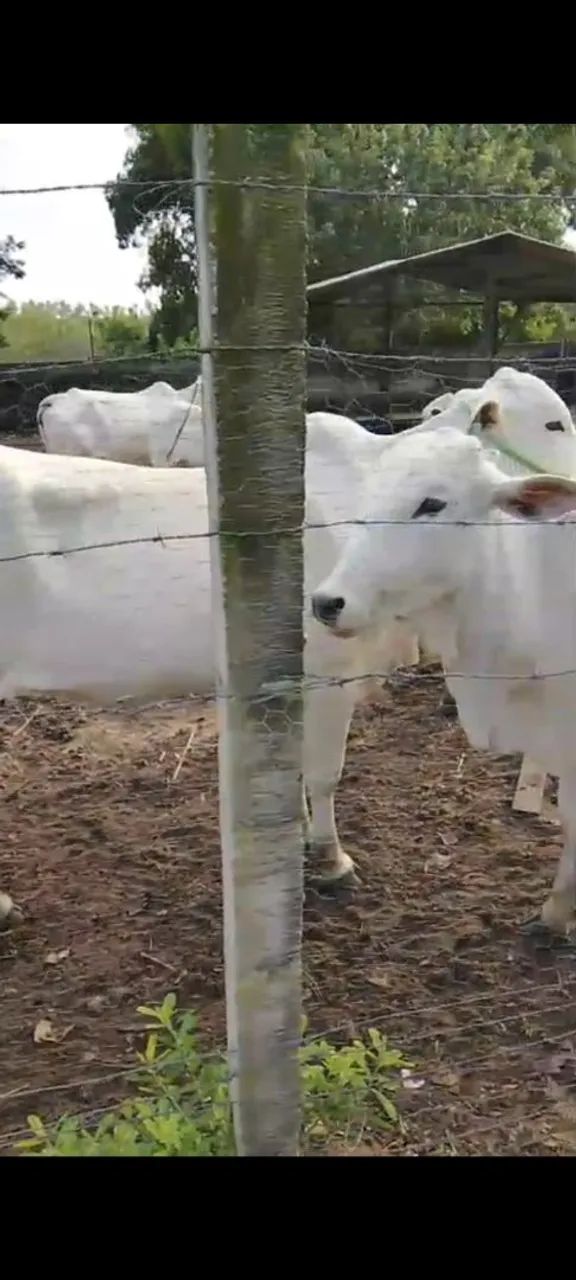 Vacas e bezerros nelore - Foto 5