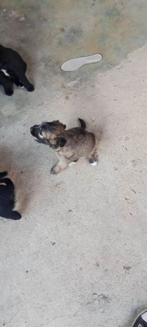 Cachorros filhotes Doar - Foto 3