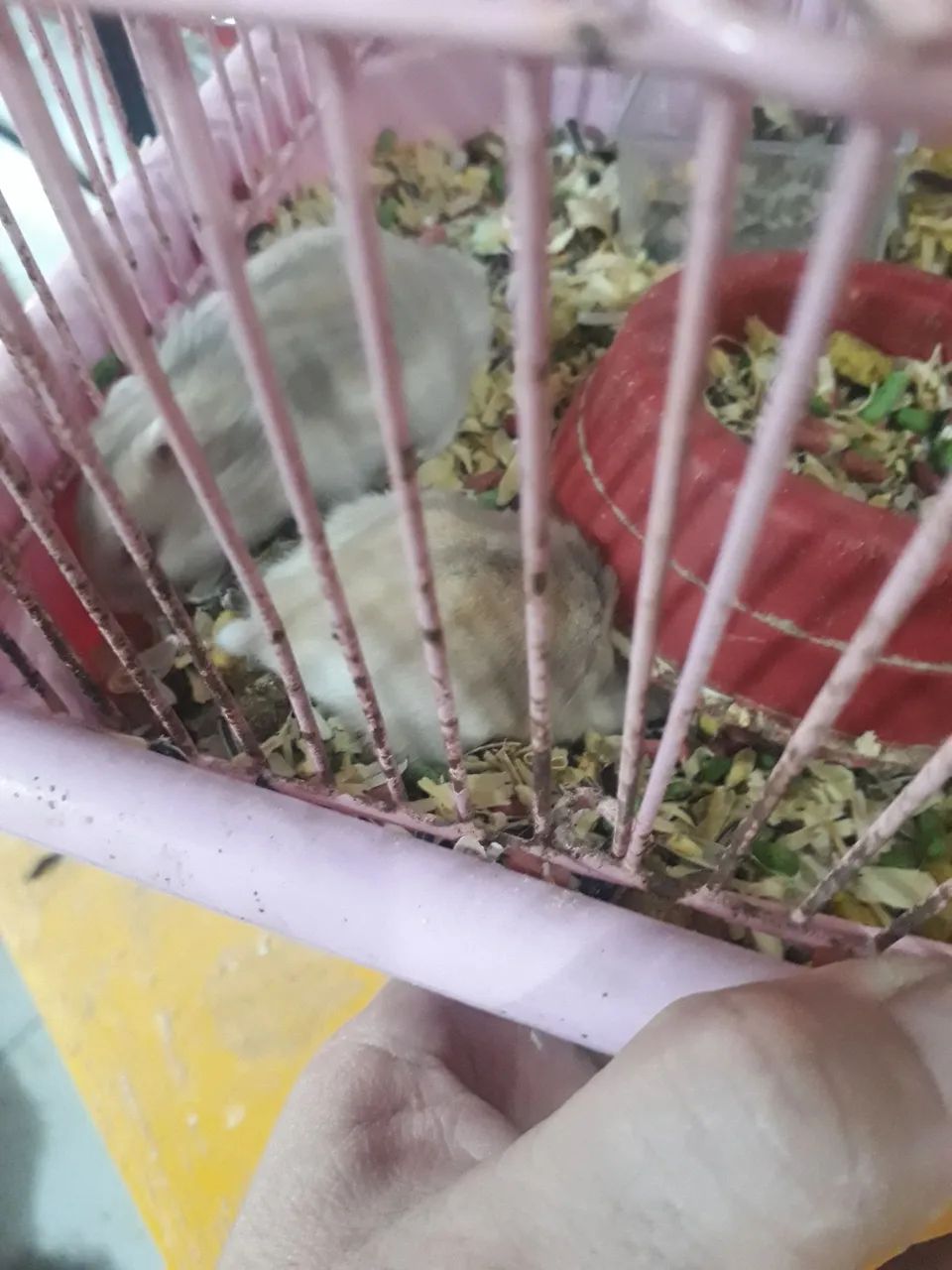 Anão russo - Foto 6