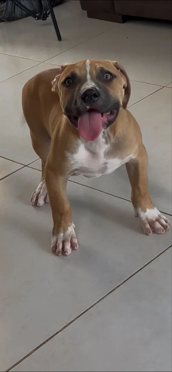 Pitbull/pitmonster 