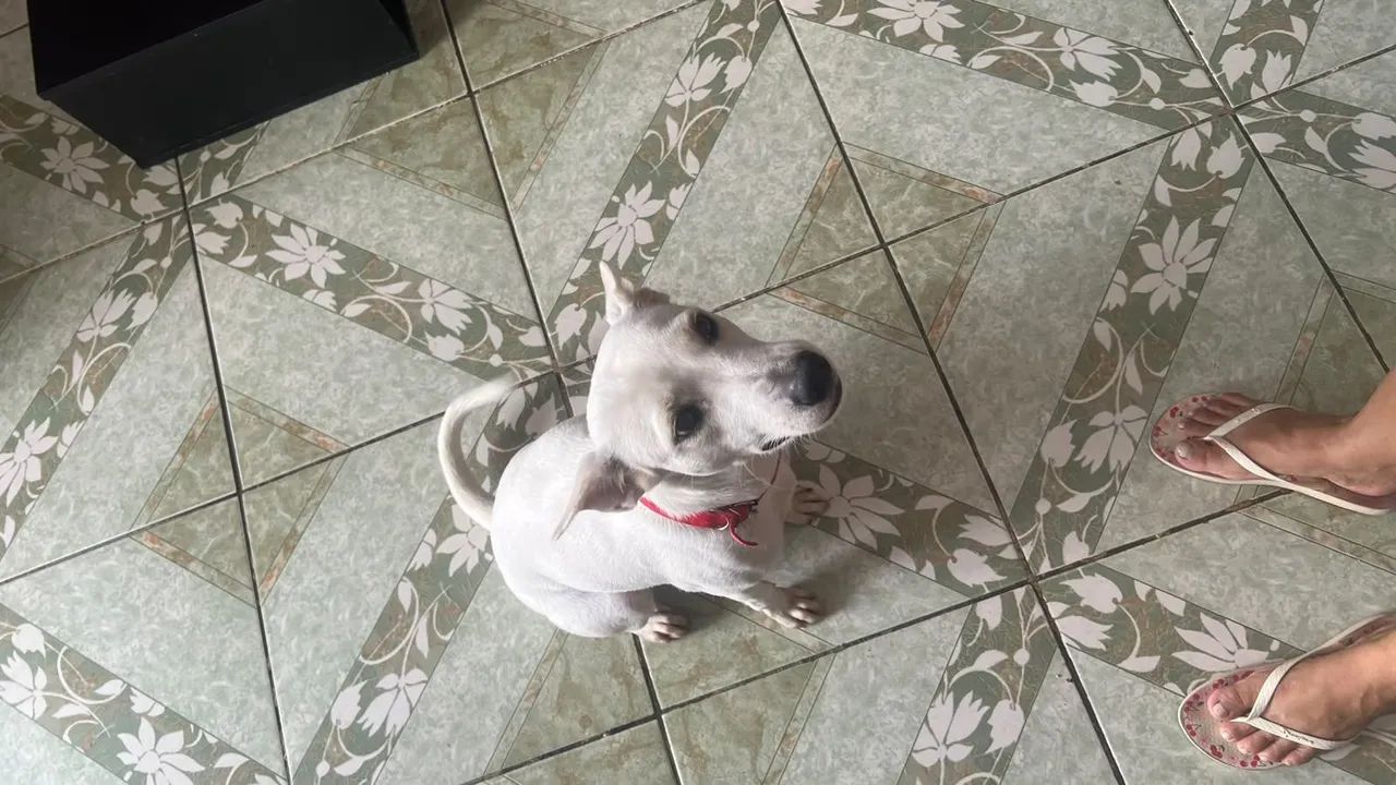 Doa-se cachorra lua - Foto 4