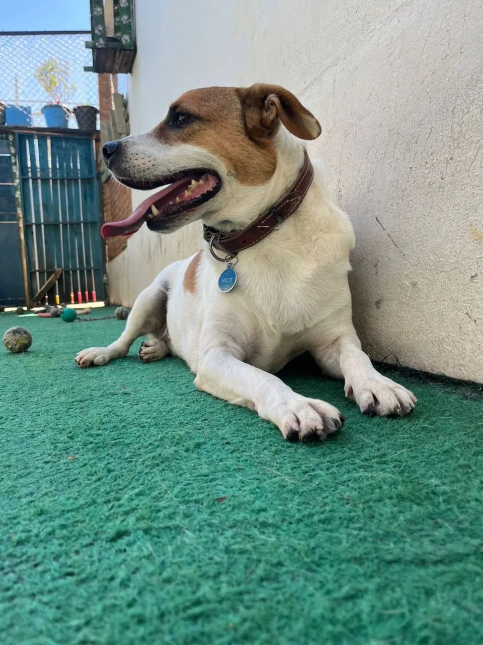 Hospedagem para cães e gatos  - Foto 6