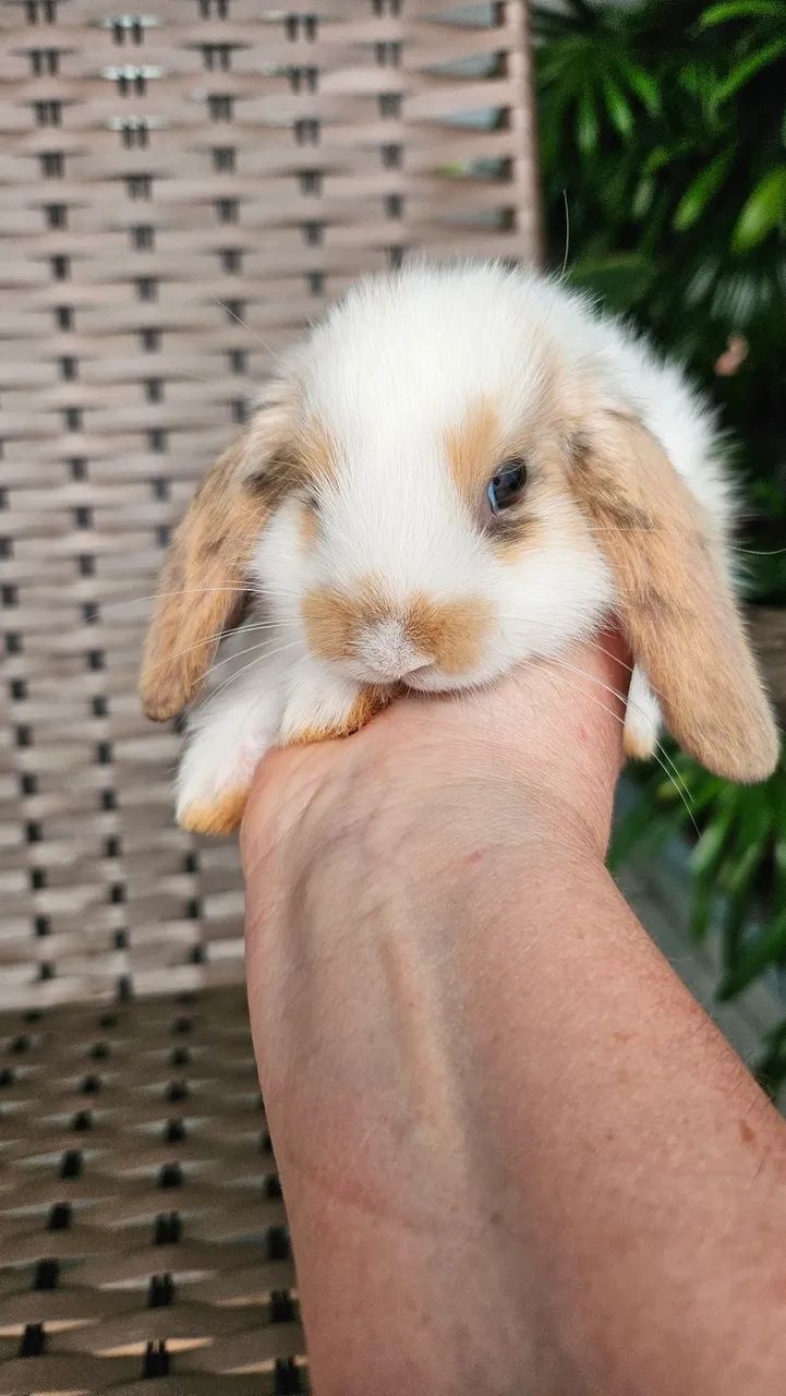 Coelho Mini  - Foto 5