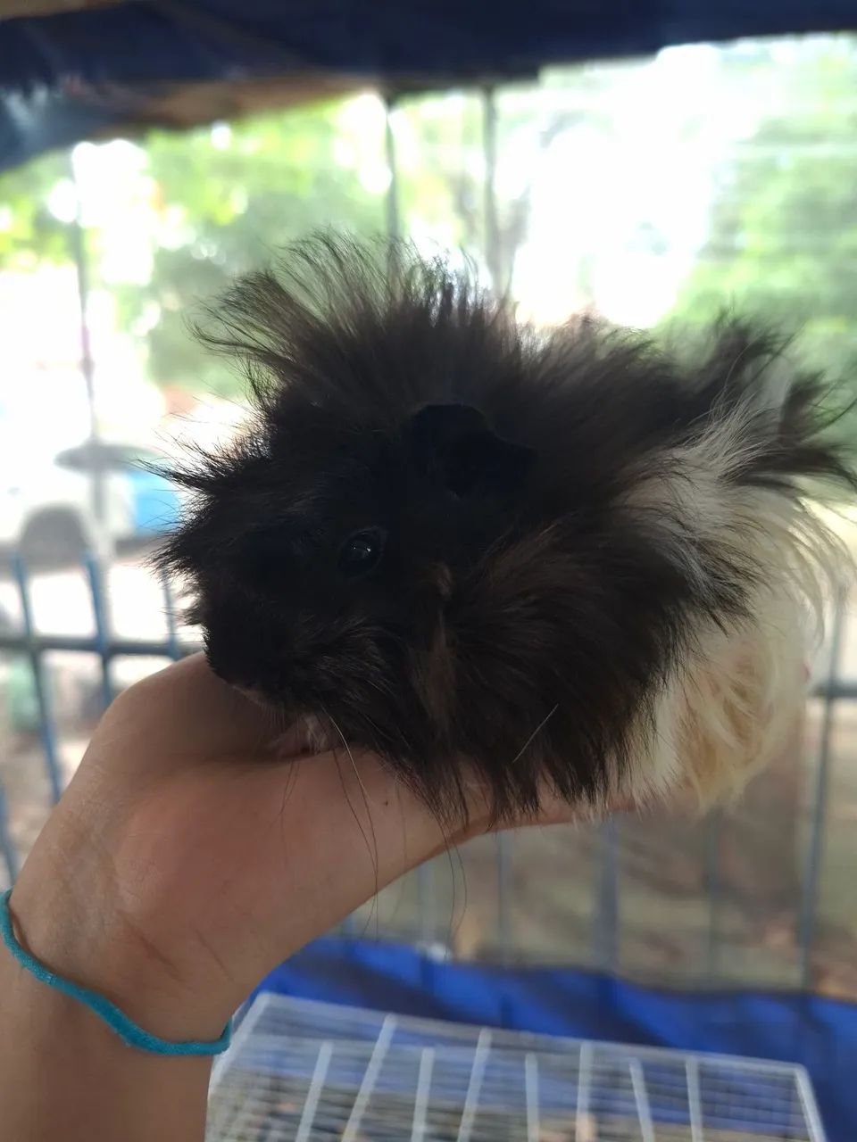 Porquinho da Índia Peruano