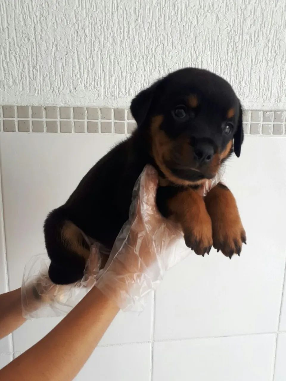 Rottweiler com Pedigree, Vermifugado, V10 e Saudável