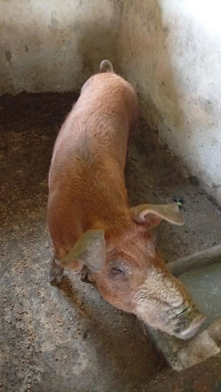 Cachaço e Porca! - Foto 5