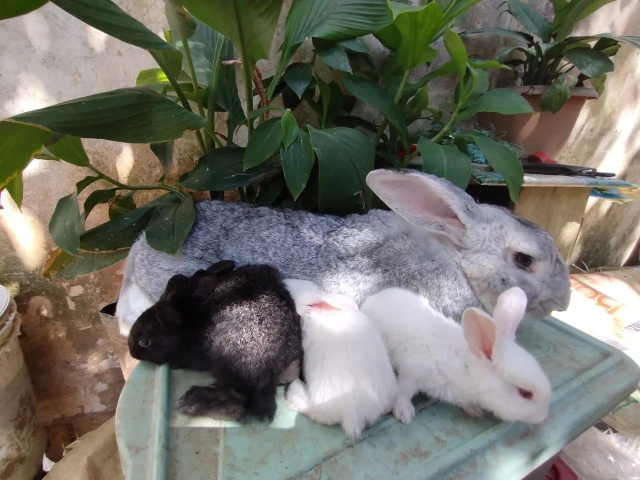 Giant Flemish Rabbit Kit