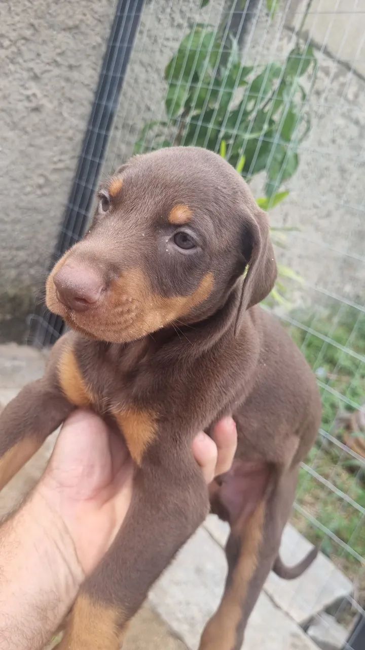 Dobermann disponível  - Foto 3