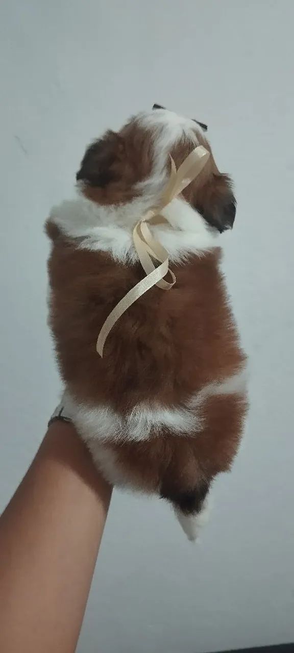 Shitzu macho  - Foto 3