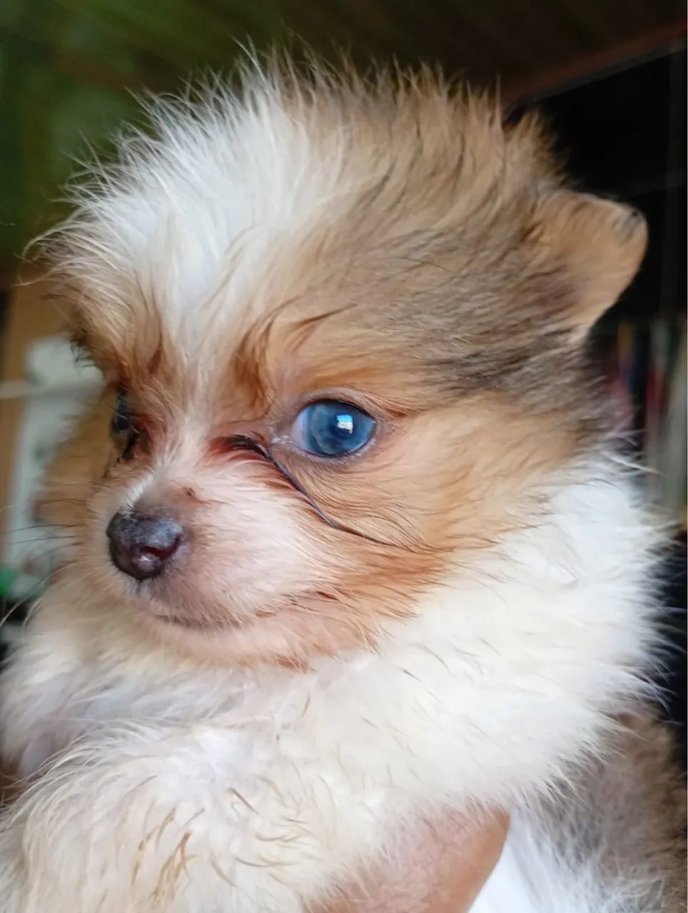Cachorro 