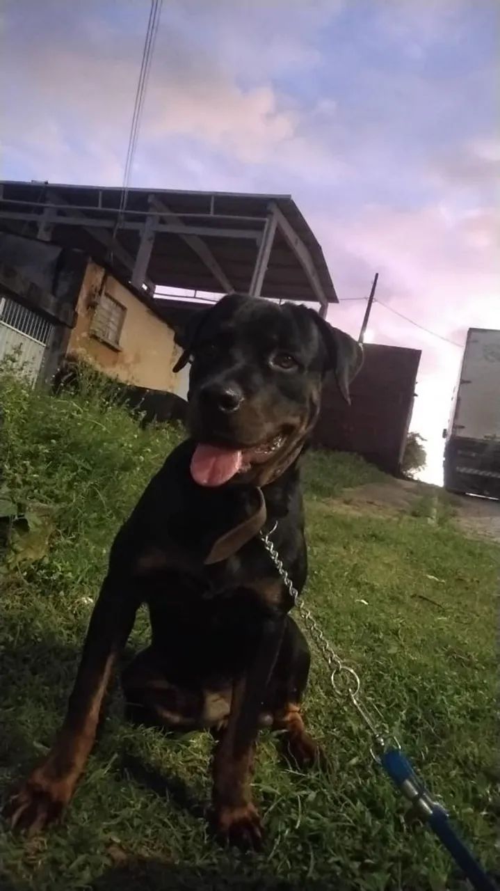Cachorro  - Foto 5