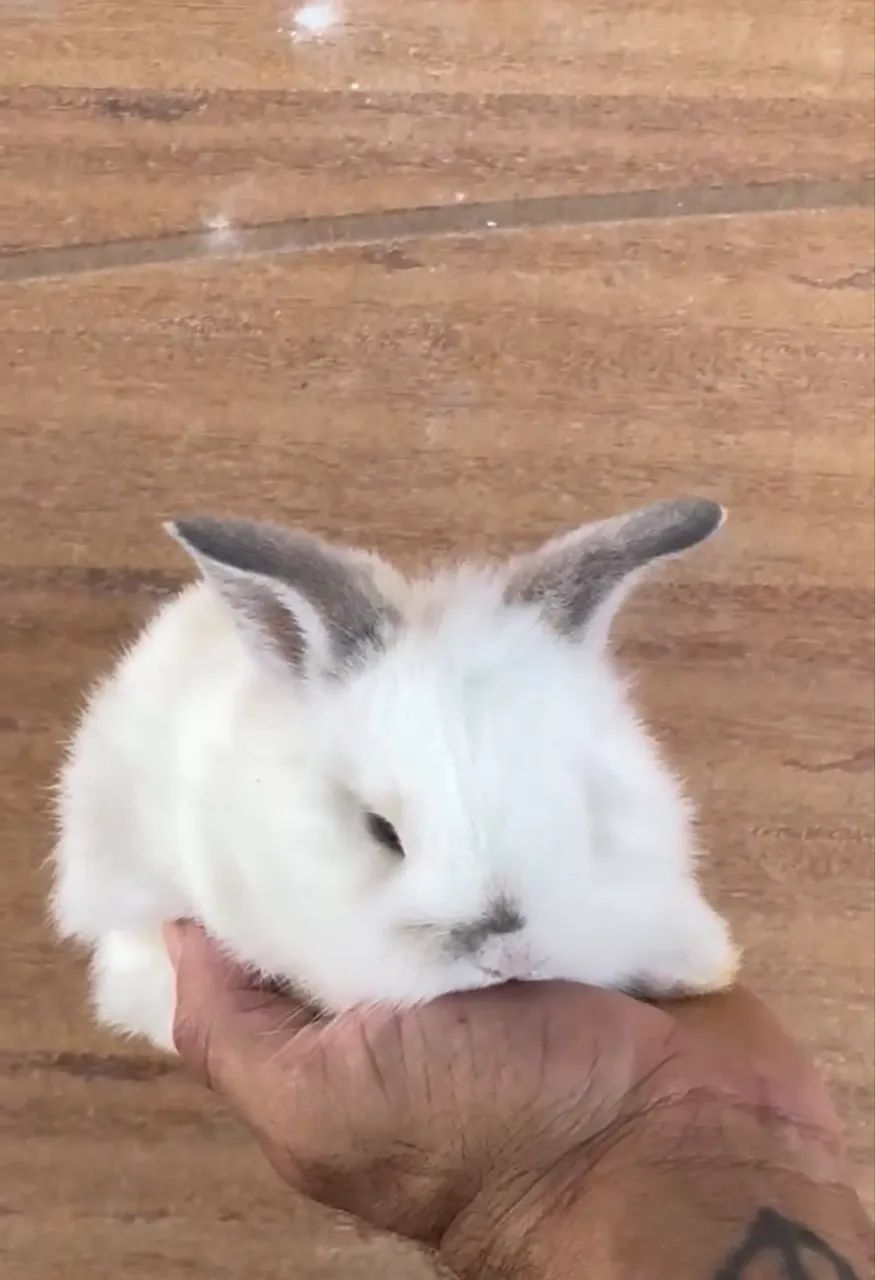 Animais  - Foto 2