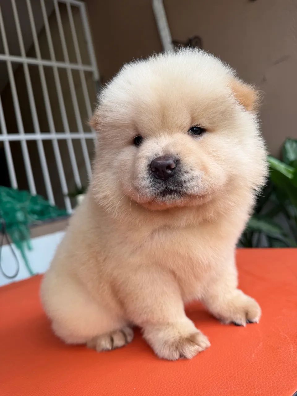 Chow chow americano  - Foto 5