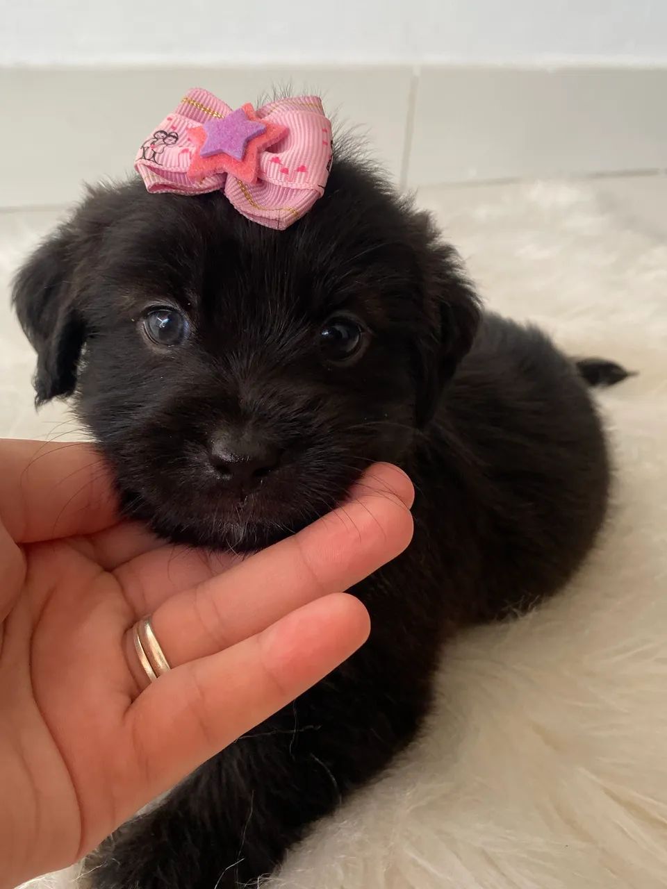 Lhasa apso fêmea 