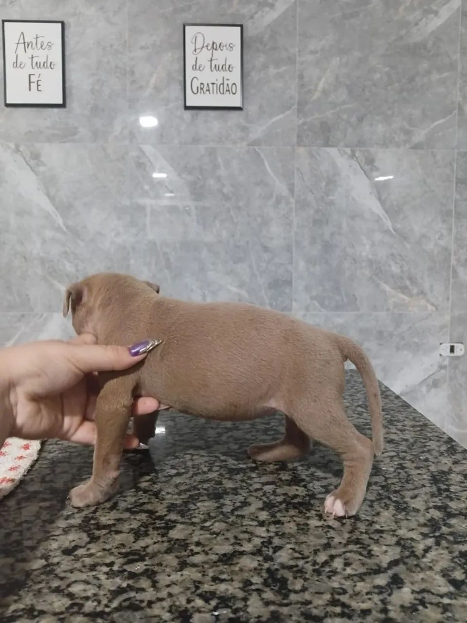 Filhotes de Pitbull  - Foto 4