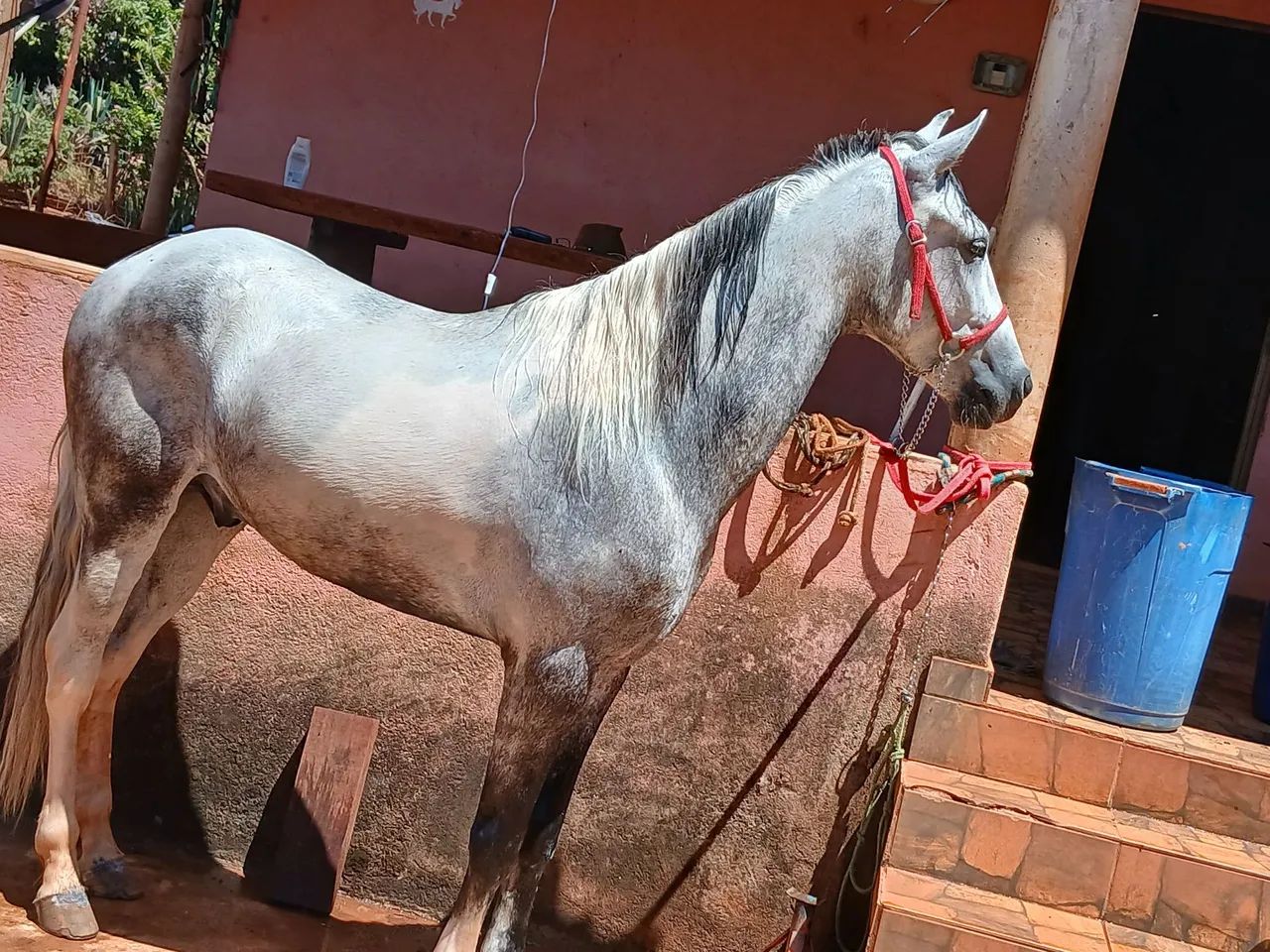 Vendo cavalo marcha picada  - Foto 2