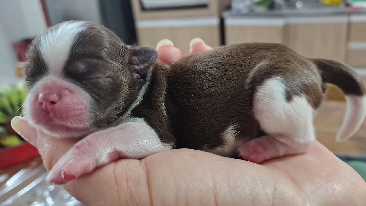  Shitzu filhotes para reserva - Foto 2