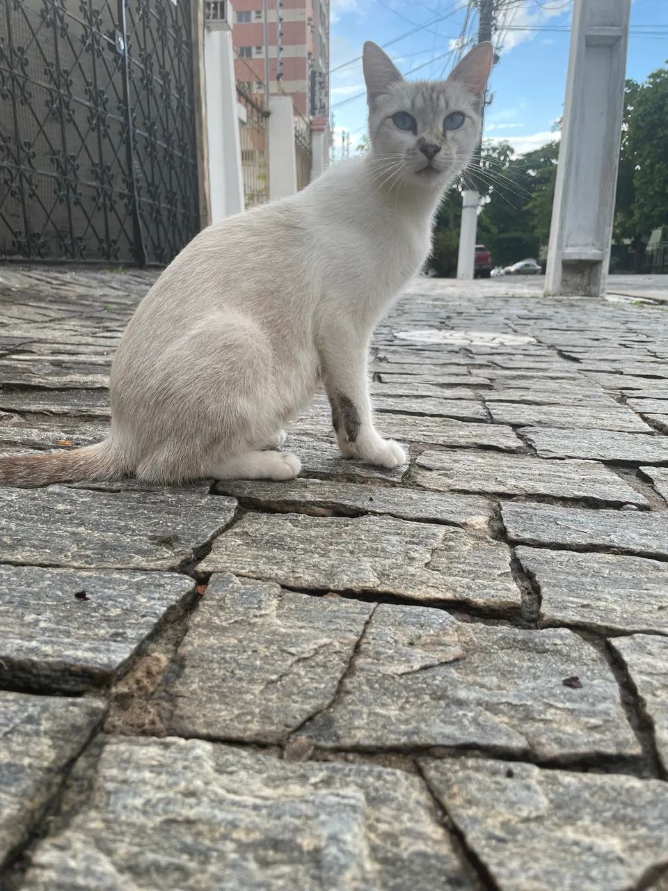 Gatinha castrada para adoção  - Foto 2