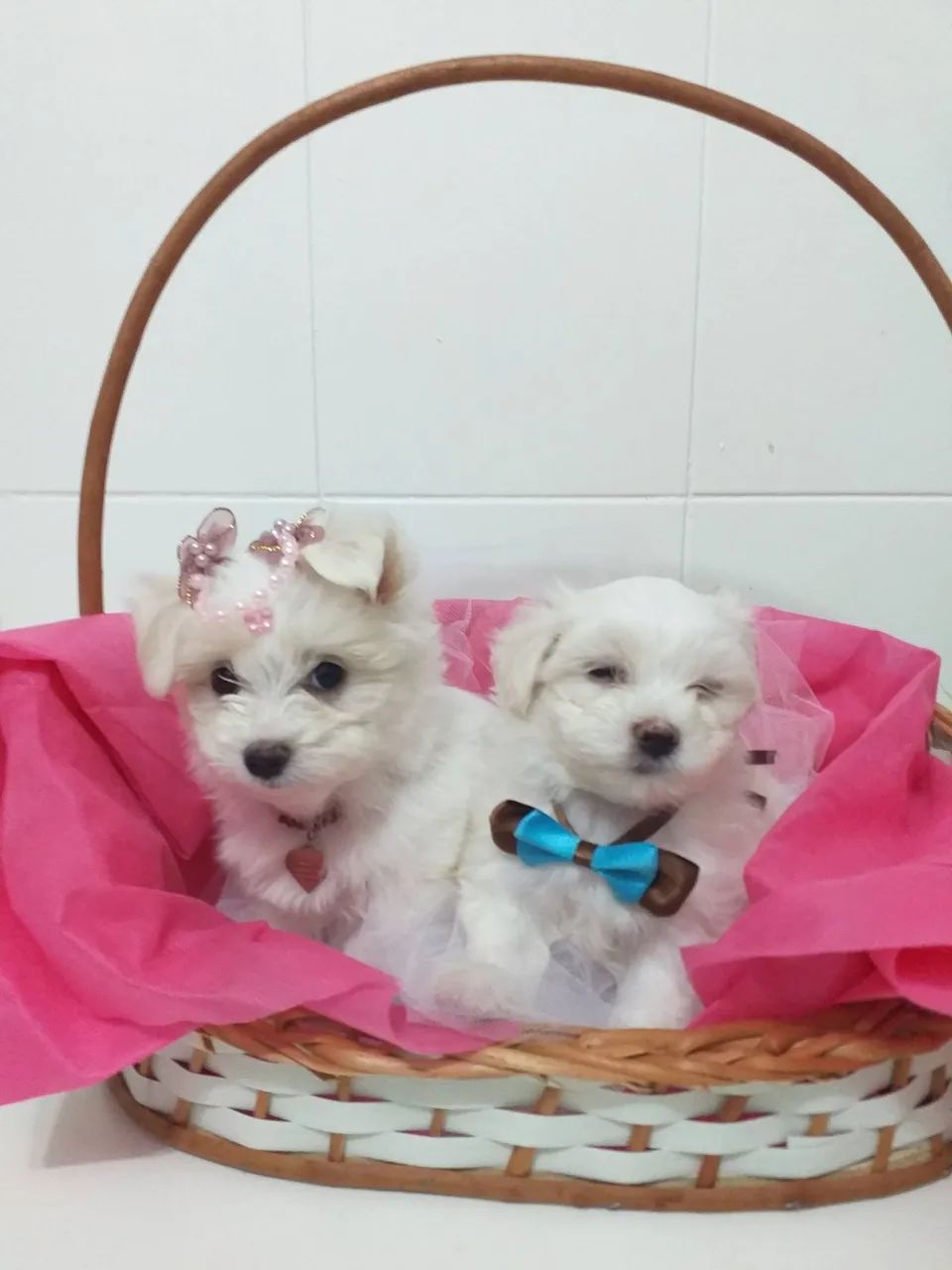 Maltês com pedigree 