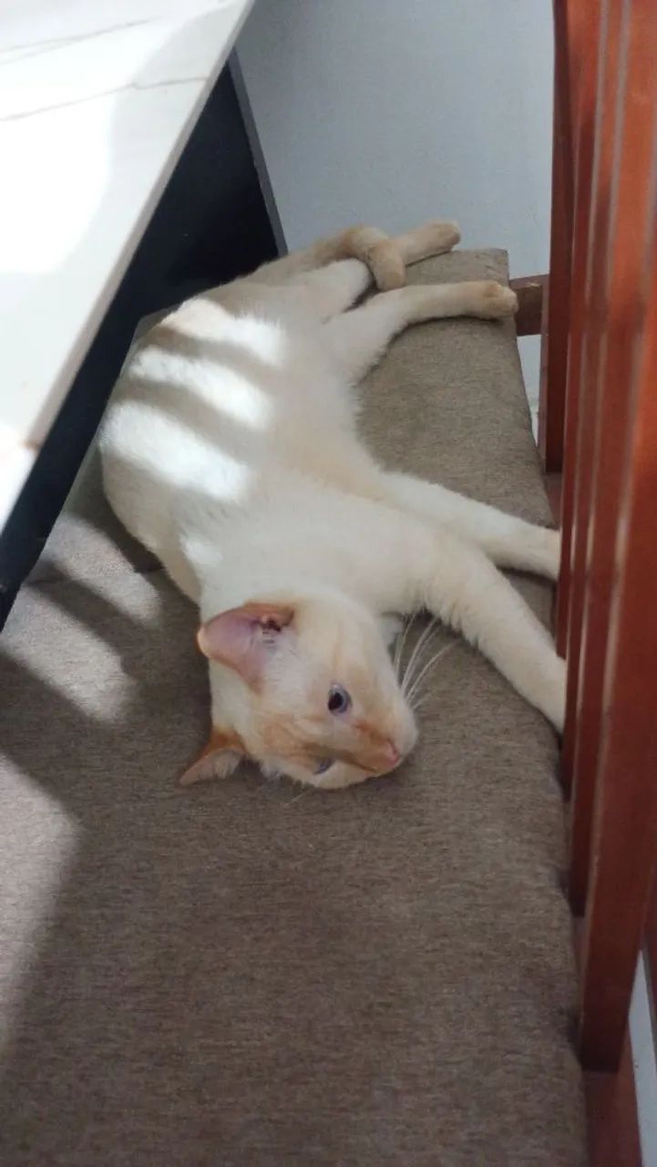 Doação de gato - Foto 2