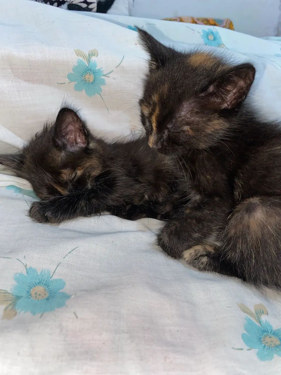 Estou doando 4 gatinhas fêmeas, bem feupudinhas.