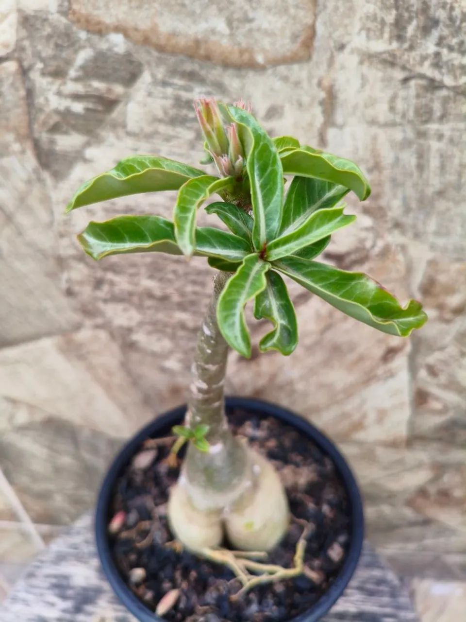 Combo baratex rosa do deserto com 2  - Foto 4