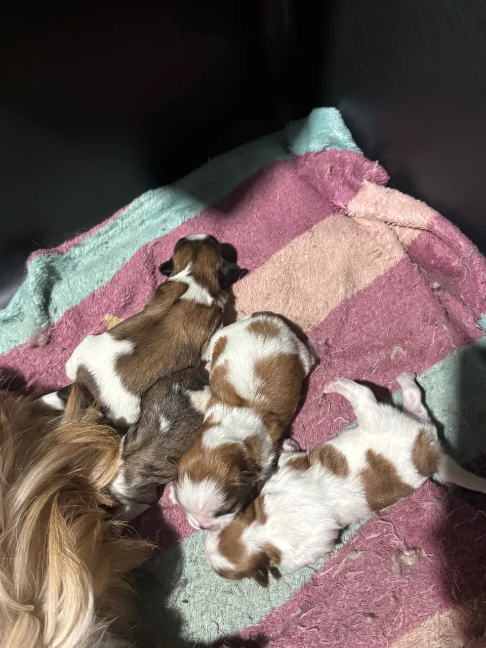 Shi-tzu - Foto 3