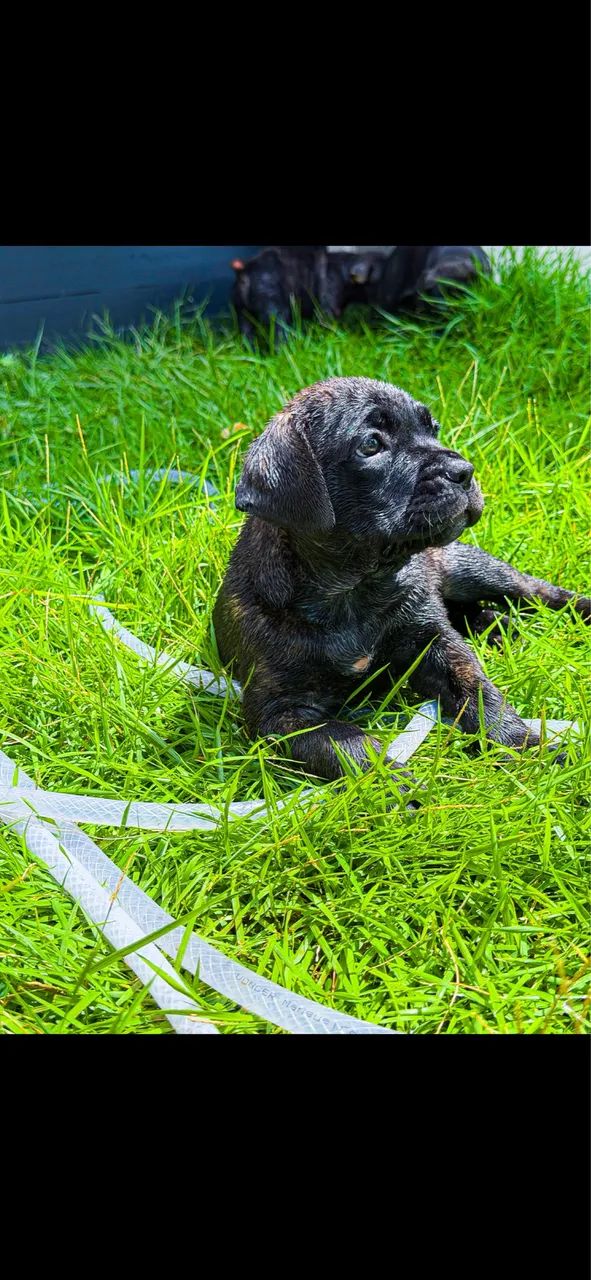 Cane corso 