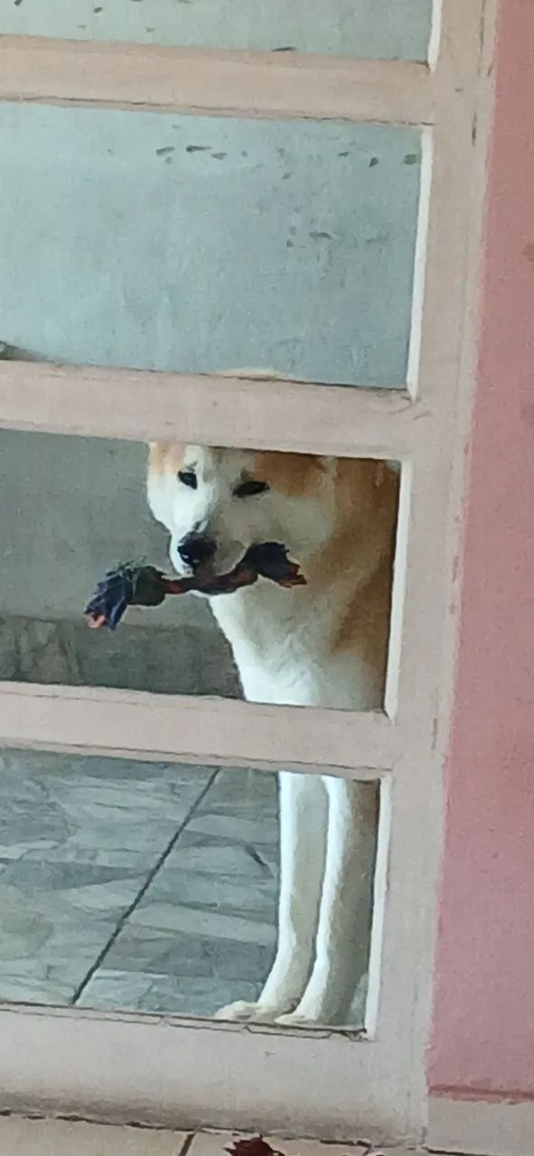 Akita - Foto 5