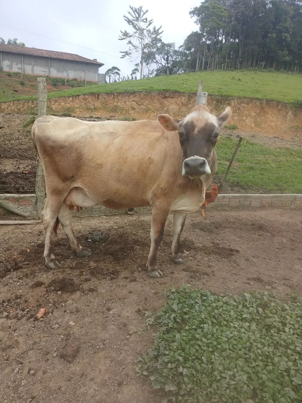 Vaca muito mansa - Foto 3