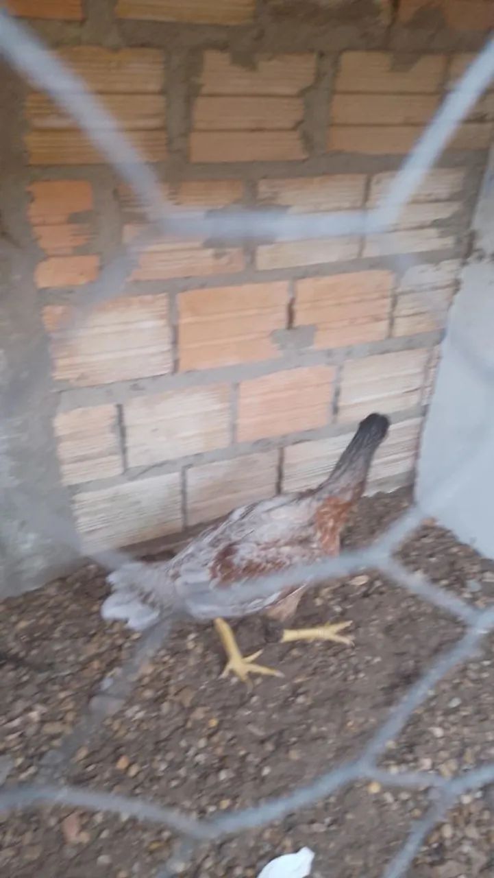 Franga carioca  - Foto 3