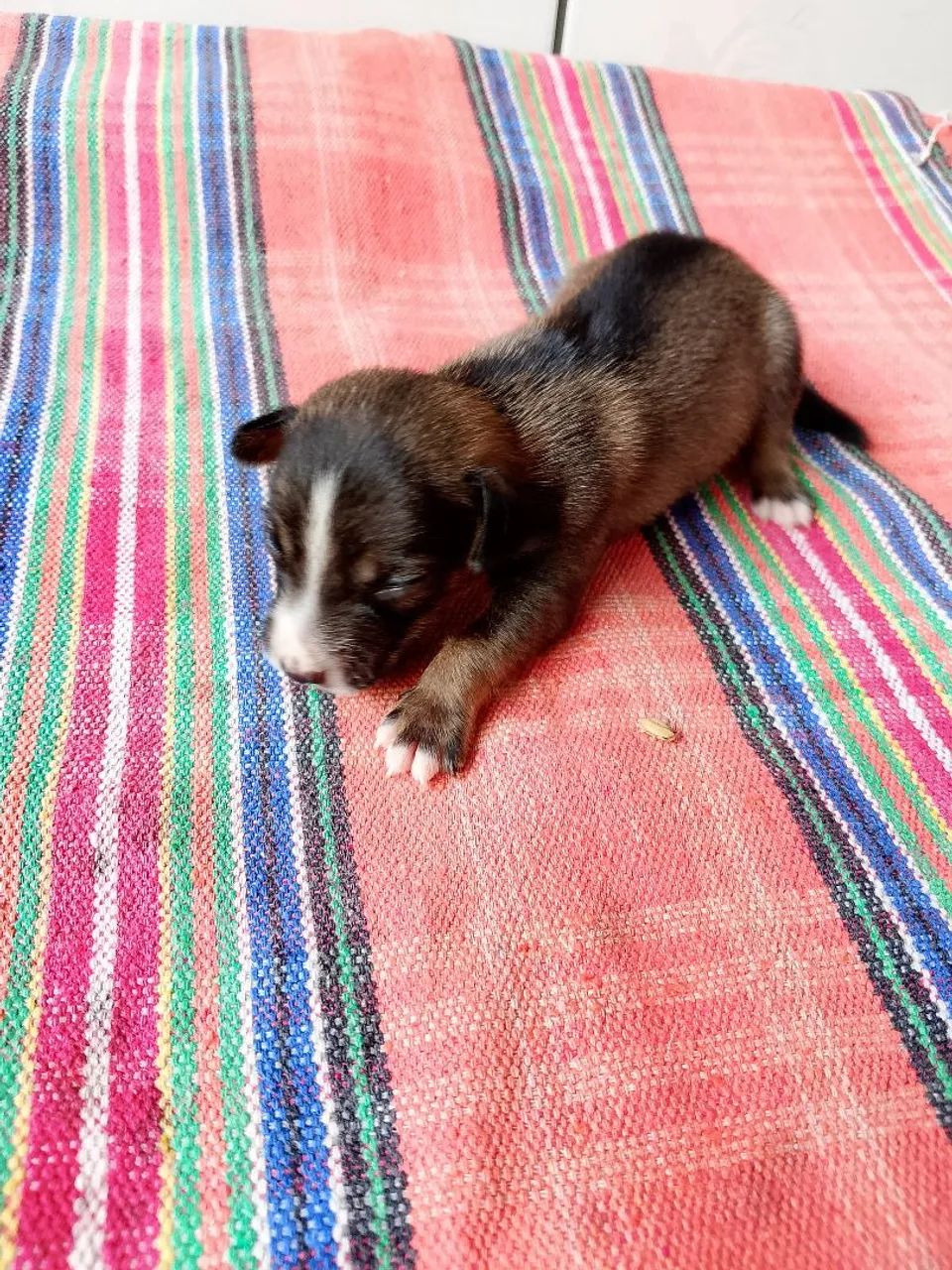 Cachorro pinscher 