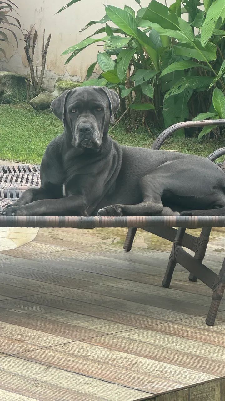 Cane Corso cachorro  - Foto 2