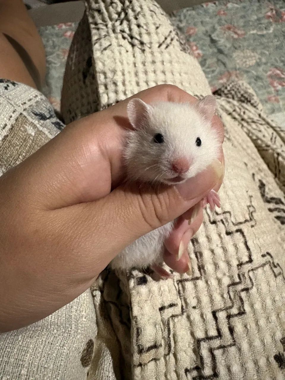 Vendo Filhotes de Hamster 