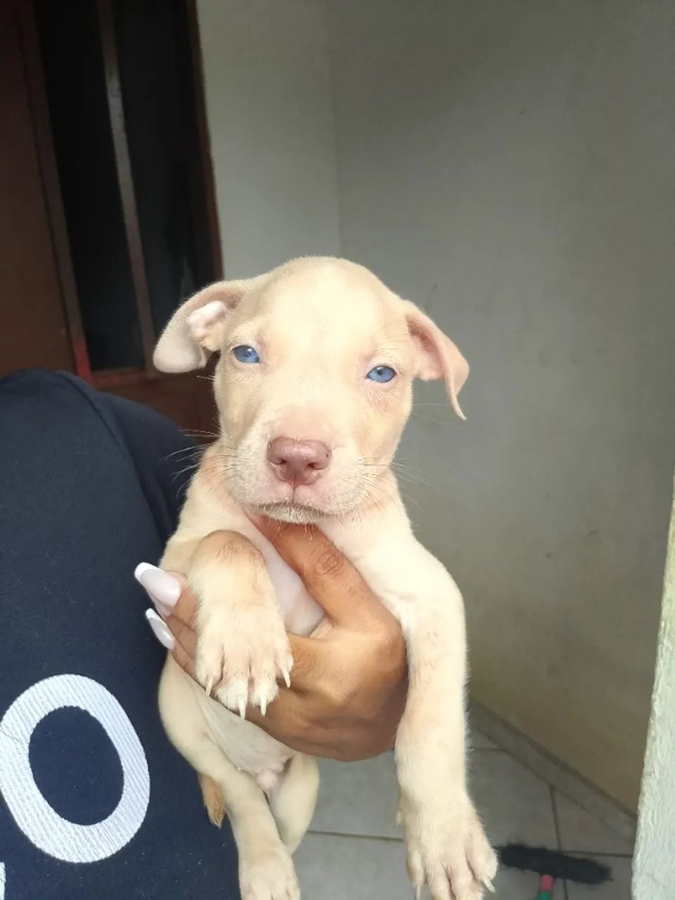 Pets - Foto 2