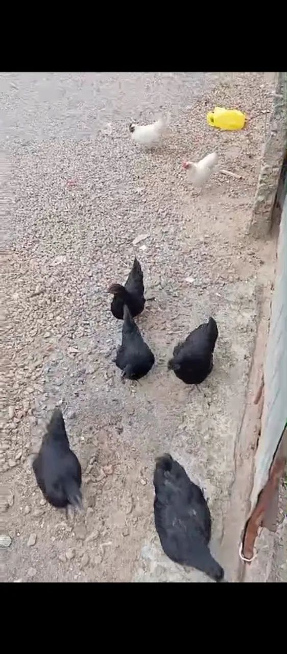 Galo e galinhas Galizé  - Foto 4