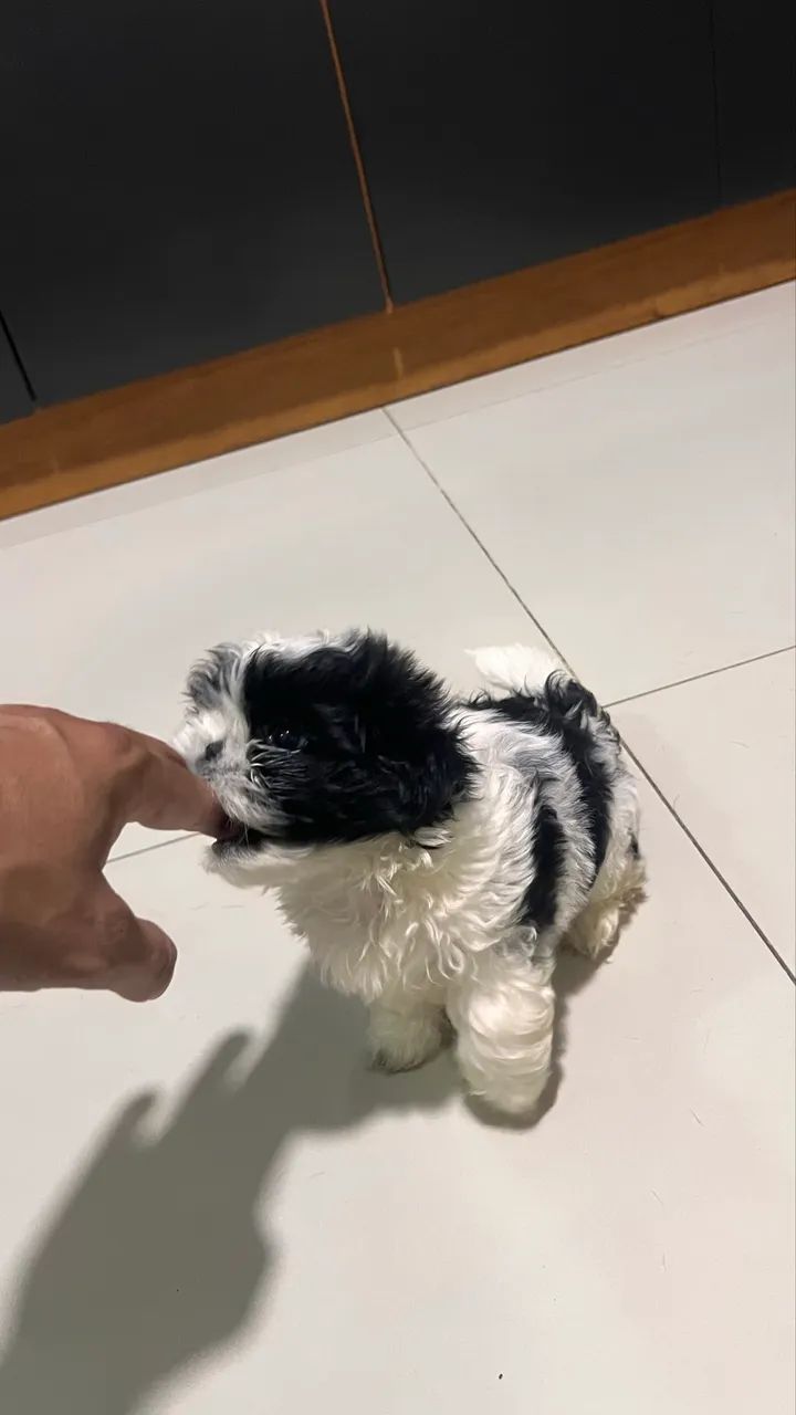 Shih Tzu
