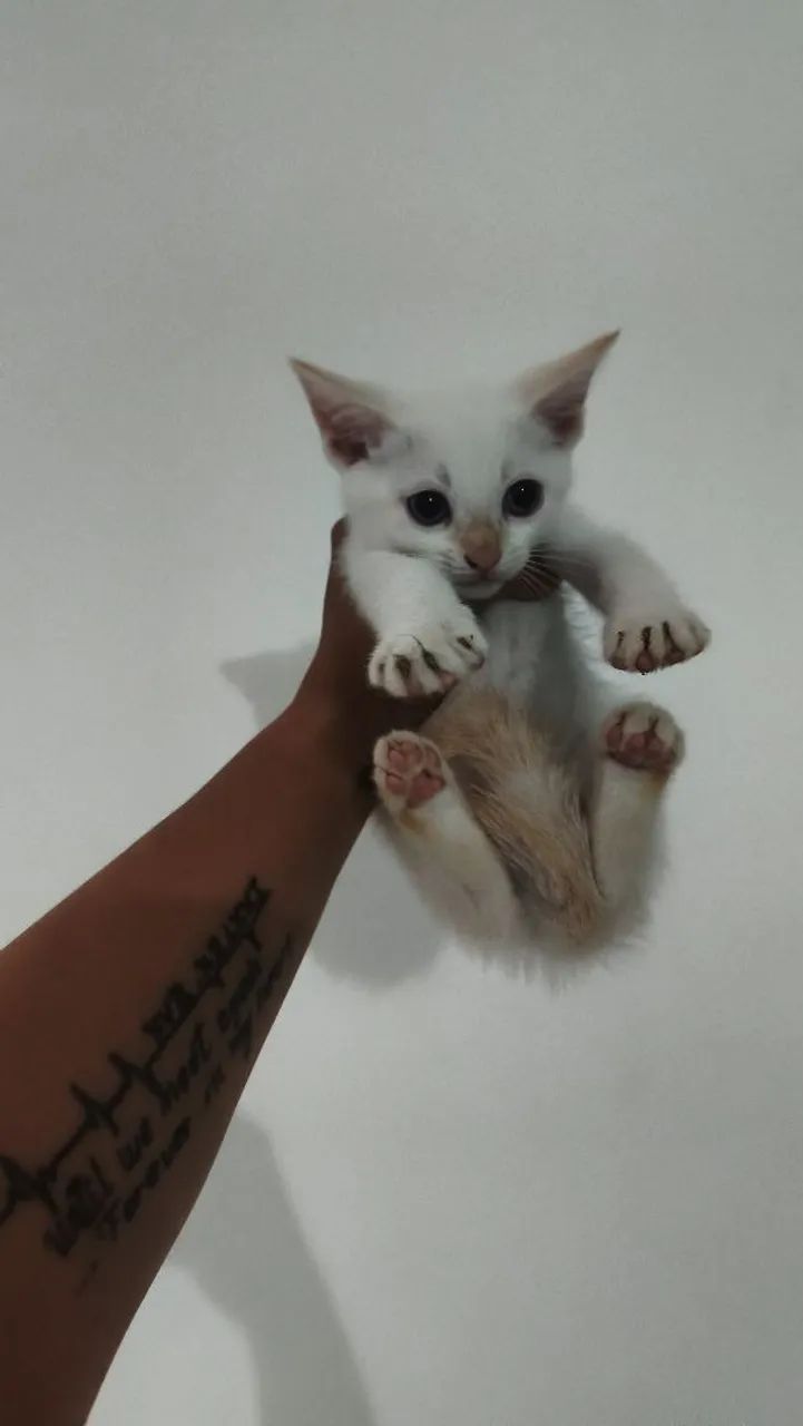 ADOÇÃO RESPONSÁVEL - Foto 3
