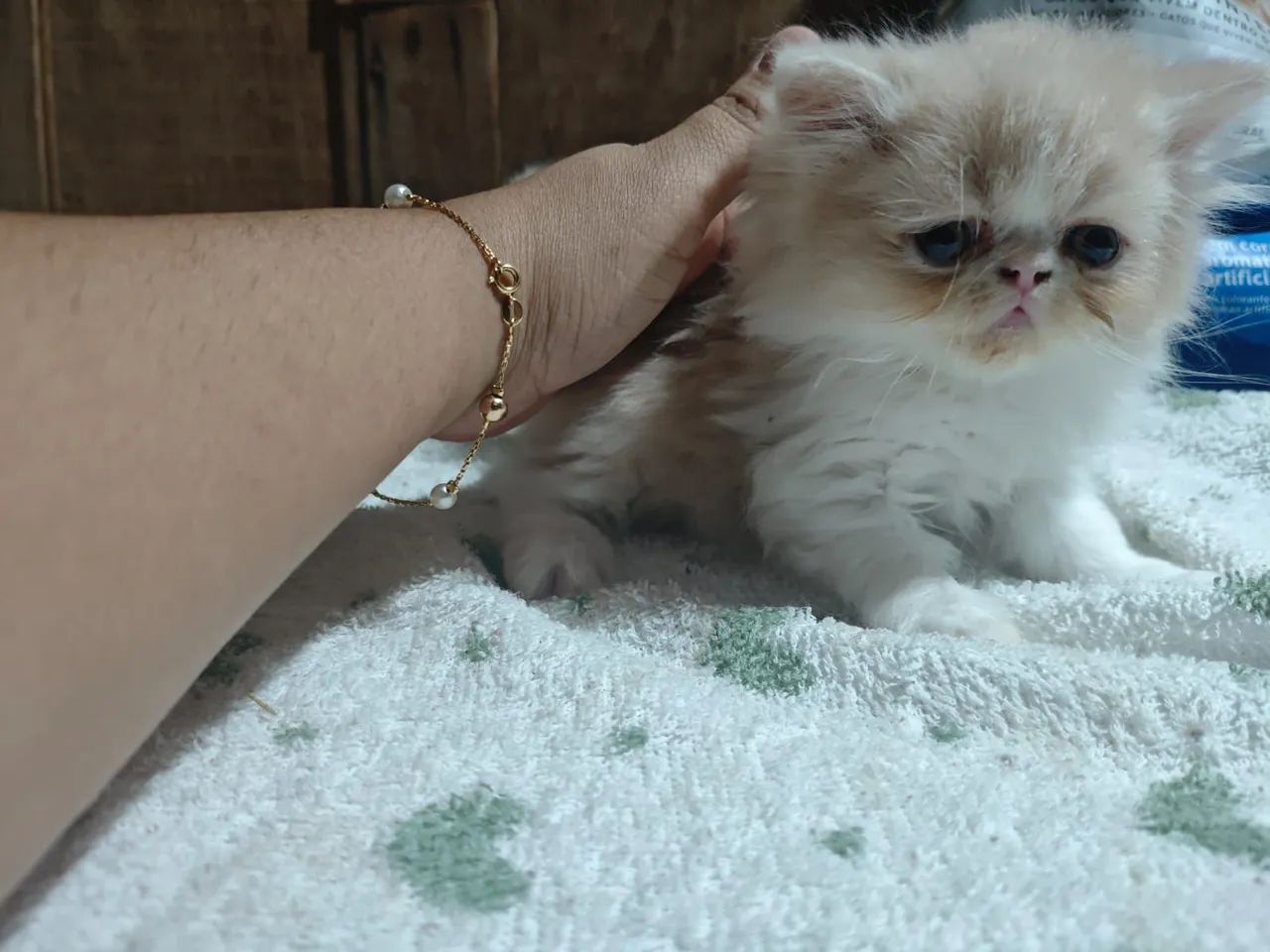 gatos Persa  - Foto 4