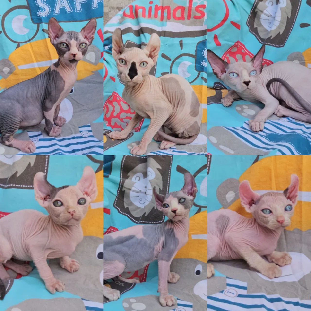 Sphynx e Elf Filhotes - Gatil BSB Cat 