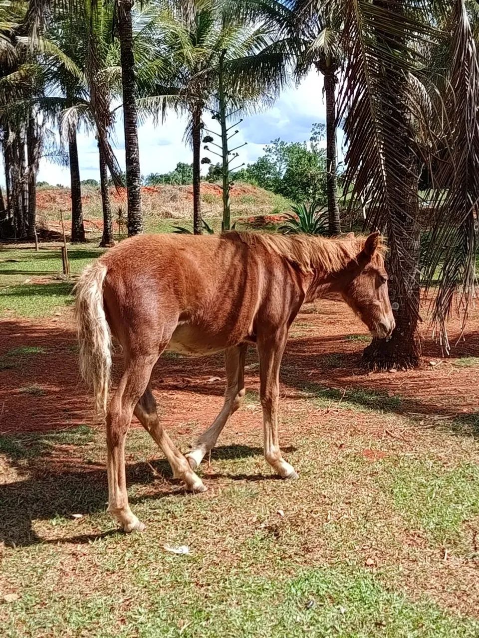 Potro - Foto 3