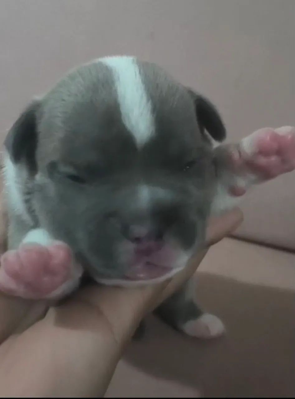 American bully - Foto 2