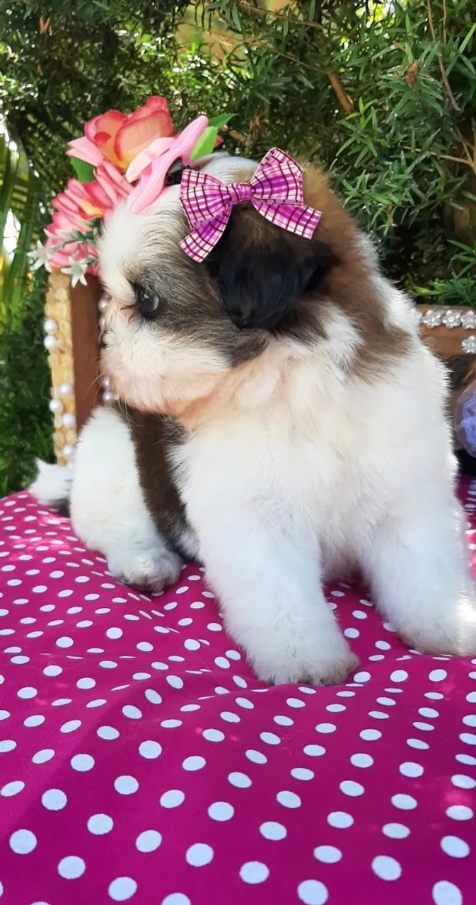 Princesa Shih-tzu 