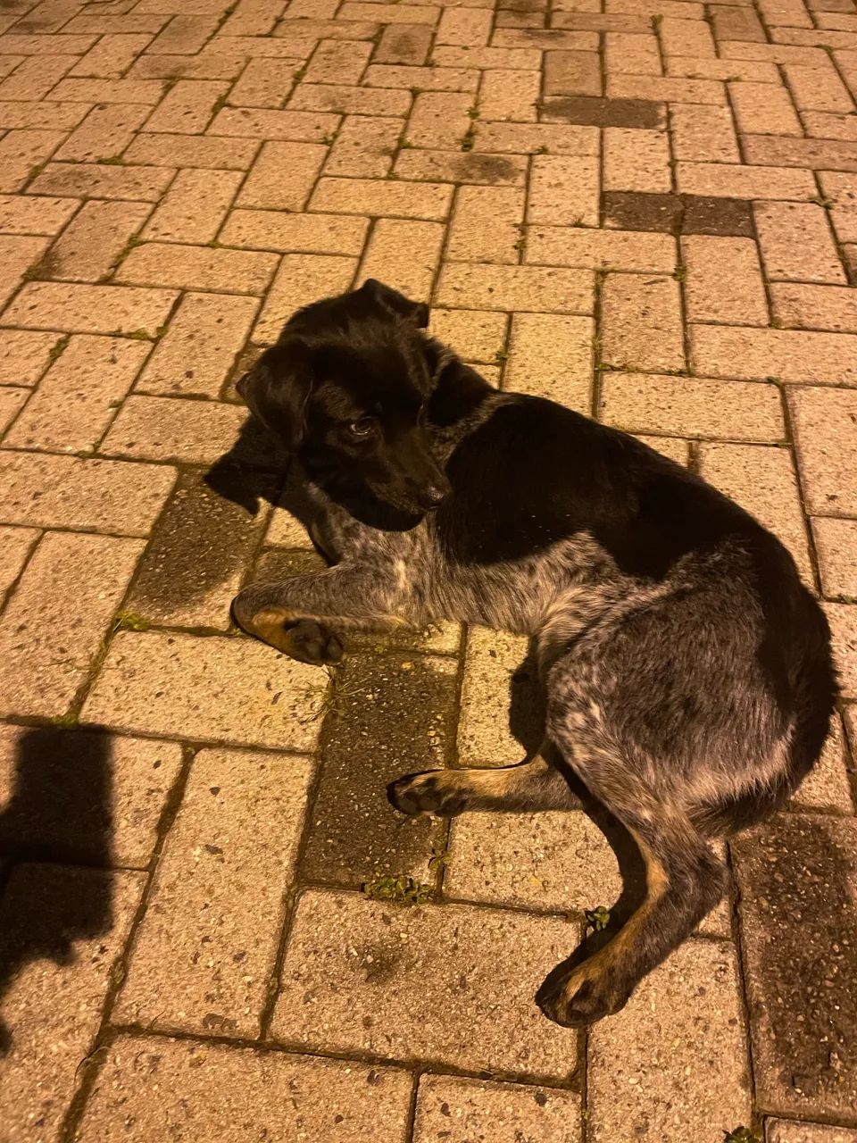 Cachorrinho adoção 