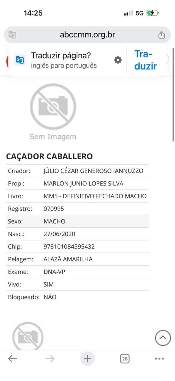 Cavalo loiro  - Foto 3