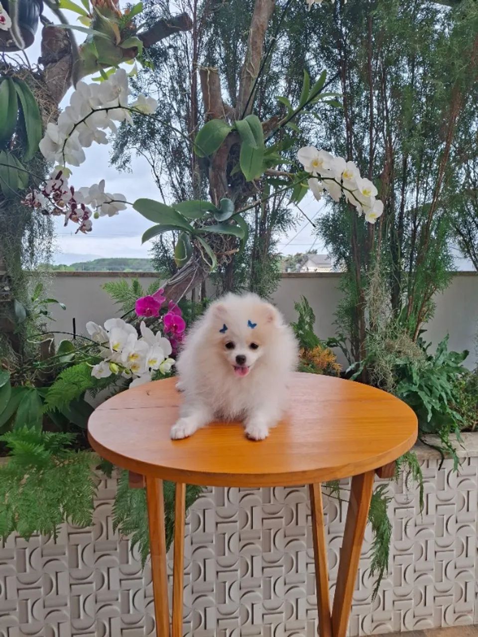 Spitz alemão  - Foto 2