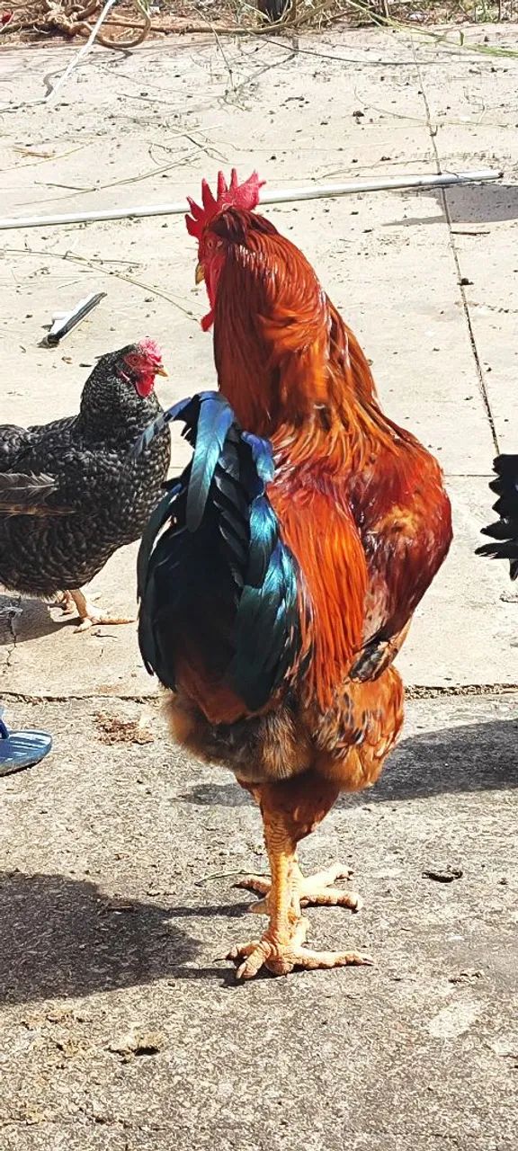 Galo caipira  - Foto 2